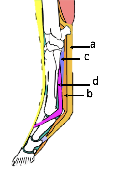 <p>Skin -</p><p>a) SDFT</p><p>b) DDFT<br>c) ACL / Check ligament (fused with DDFT)</p><p>d) Suspensory ligament (branches in 2)</p>