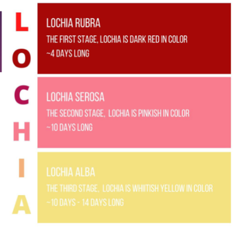 <p><strong>Postpartum Physiologic Changes</strong></p><p>-Lochia → normal _________ of the blood and decidua </p><ul><li><p>Decidua → the thick layer of modified _______ membrane which lines the uterus during pregnancy and is ____ after delivery </p></li><li><p>Lochia rubra → red/red-brown _________ for the first few days following delivery </p></li><li><p>Lochia serosa → ________-brown discharge for 2-3 weeks </p></li><li><p>Lochia alba → ____ discharge up to 6-8 weeks after delivery </p></li></ul><p>-Cervix → remains 2-3 cm _________ for the first few days after delivery, and is less than 1cm dilated at one week postpartum</p><p>-Abdominal wall → initially very lax, but regains most ________ muscular tone over several weeks </p><ul><li><p>Diastasis rectus abdominis may persist </p></li></ul><p></p>