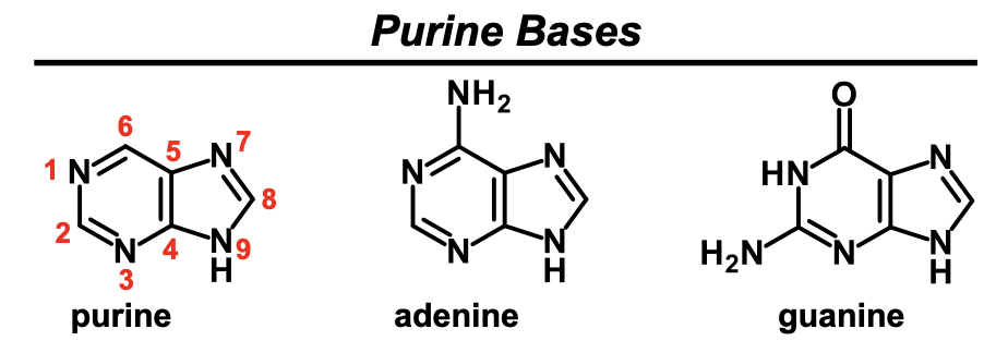 <p>purine</p>