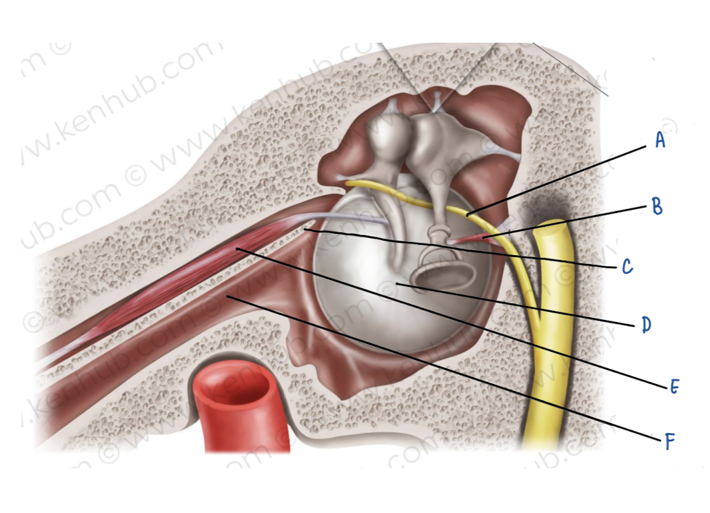 <p>Name the middle ear structure labeled B</p>