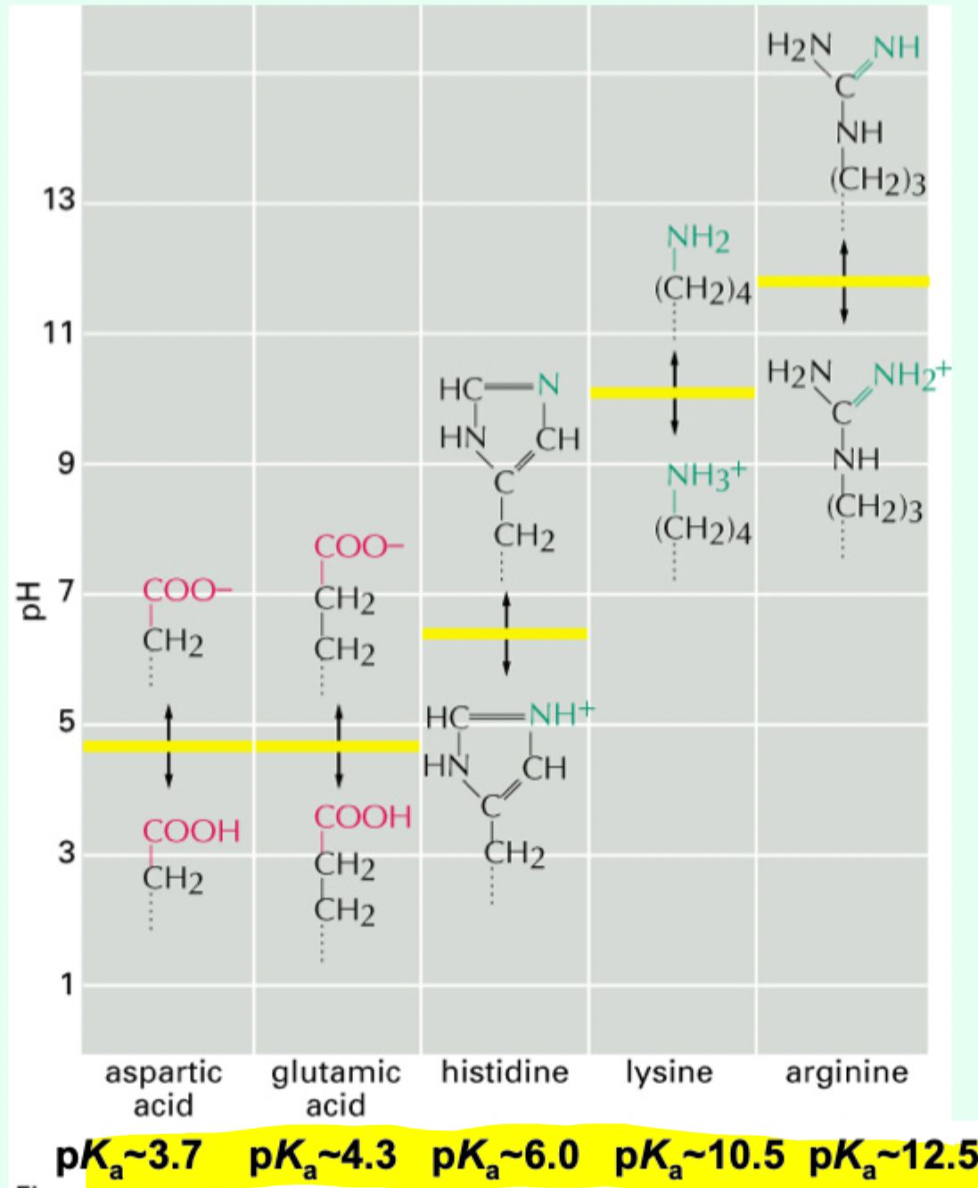 <p>Negatively charged <strong>Asp/Glu</strong> (<strong>acidic</strong>) with positively charge <strong>Lys/Arg</strong> (<strong>basic</strong>)</p>