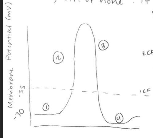 <p>step 4</p>