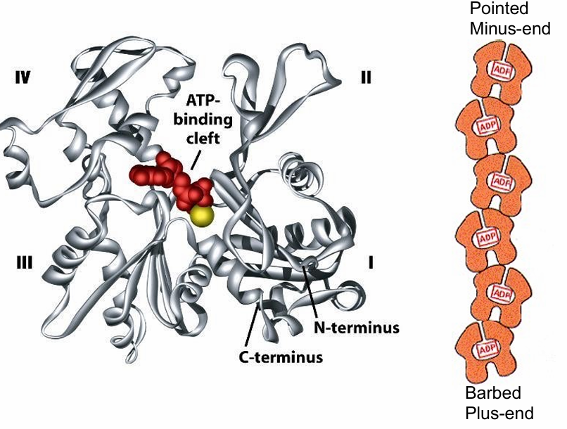 <ul><li><p>Has 4 structural domains</p></li><li><p>Large cleft between domains 2/4</p></li><li><p>The cleft forms ATP-nucleotide binding site</p></li><li><p>This binding site is pointed towards the minus-end</p><ul><li><p>Makes them hidden as the monomers bind</p></li><li><p>Only 2 monomers at the end have exposed sites </p></li></ul></li><li><p>Each actin monomer is polar so the microfilament is polar </p></li></ul><p></p>