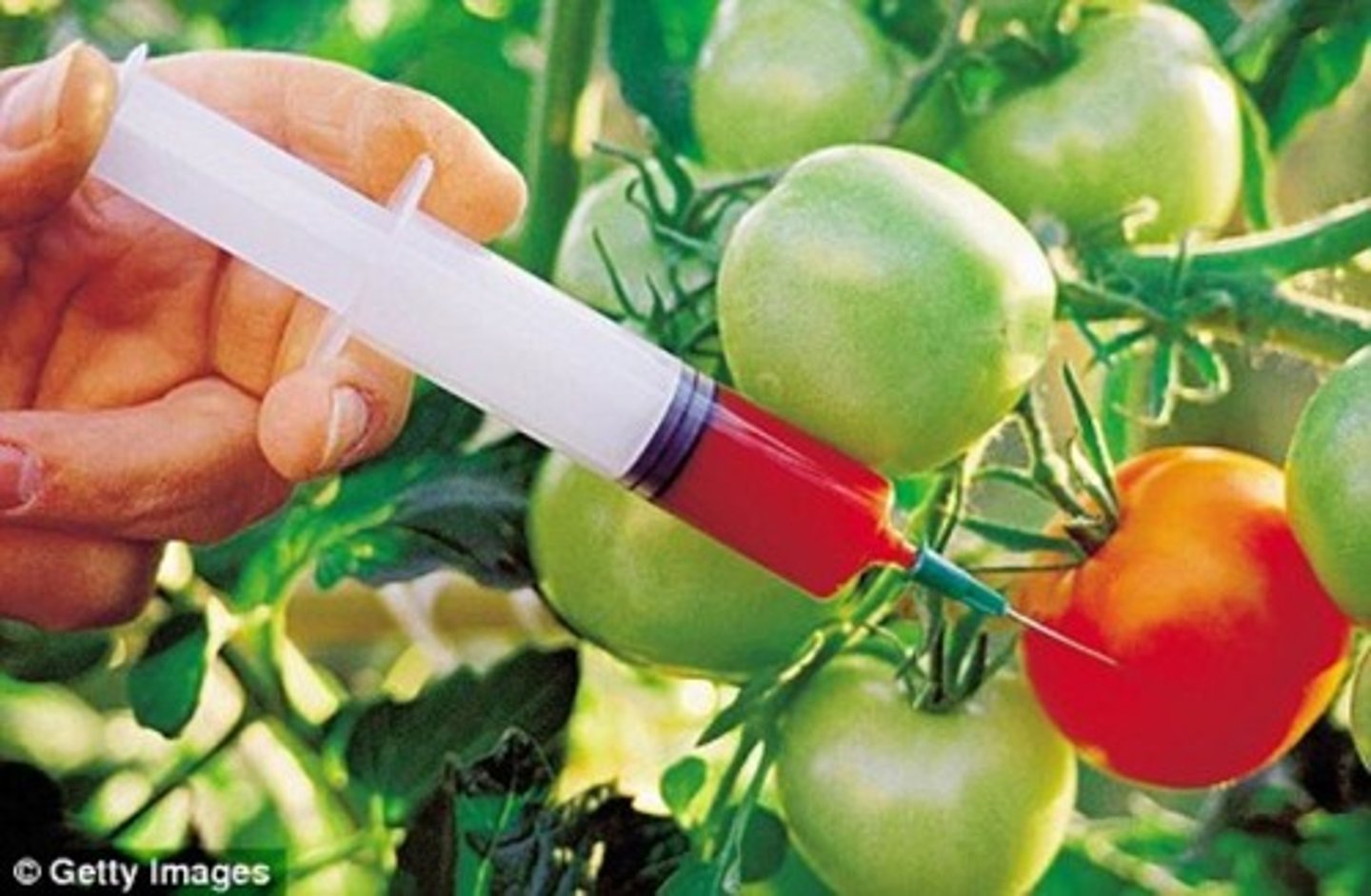<p>Đồ ăn đã bị biến đổi gene</p>
