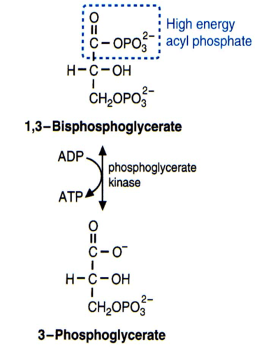 <p>turns 1,3-bisphosphoglycerate to 3-phosphoglycerate, generating the first ATP through substrate-lvl dephosphorylation (happens 2x)</p>