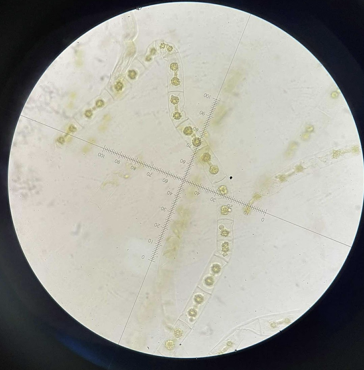 <p>specimen</p><p>phylum</p><p>color</p><p>shape</p><p>cell arrangement</p><p>motility</p><p>characteristic</p>