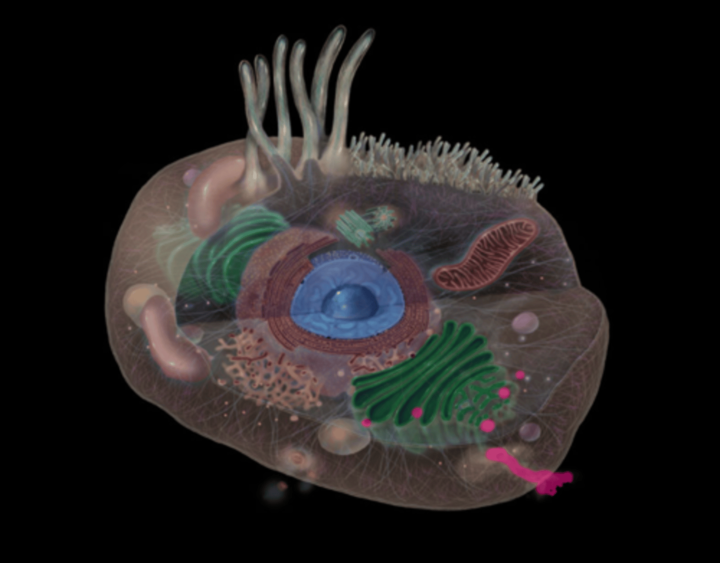 <p>highlighted in pink</p>