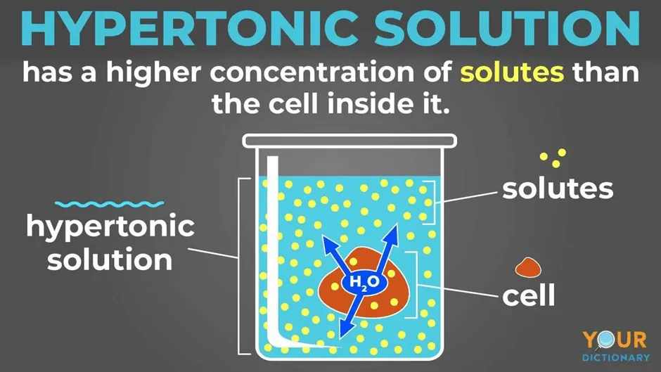 <p>Water potential of the cell is higher than the solution around it:</p><ul><li><p>water moves out of cell, causing it to shrink or become flaccid</p><ul><li><p><strong>how to remember → when someone is ‘hyper’, they burn calories, so become skinny</strong></p></li></ul></li></ul><p></p>