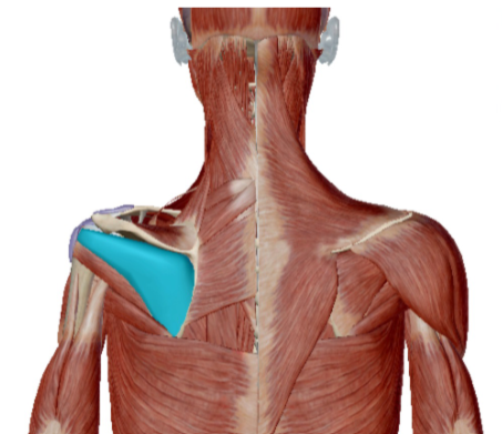 <p>Musculus Infraspinatus </p>