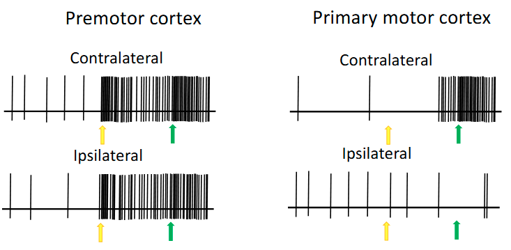 <p>The premotor neuron on the left is active in preparation for and during the execution of an arm (either) movement toward a target, regardless of which arm is used. In contrast, the neuron in primary motor cortex is active only during the execution phase and only for the contralateral arm</p><ul><li><p>Yellow means don’t touch</p></li><li><p>Green means touch </p></li></ul><p></p>