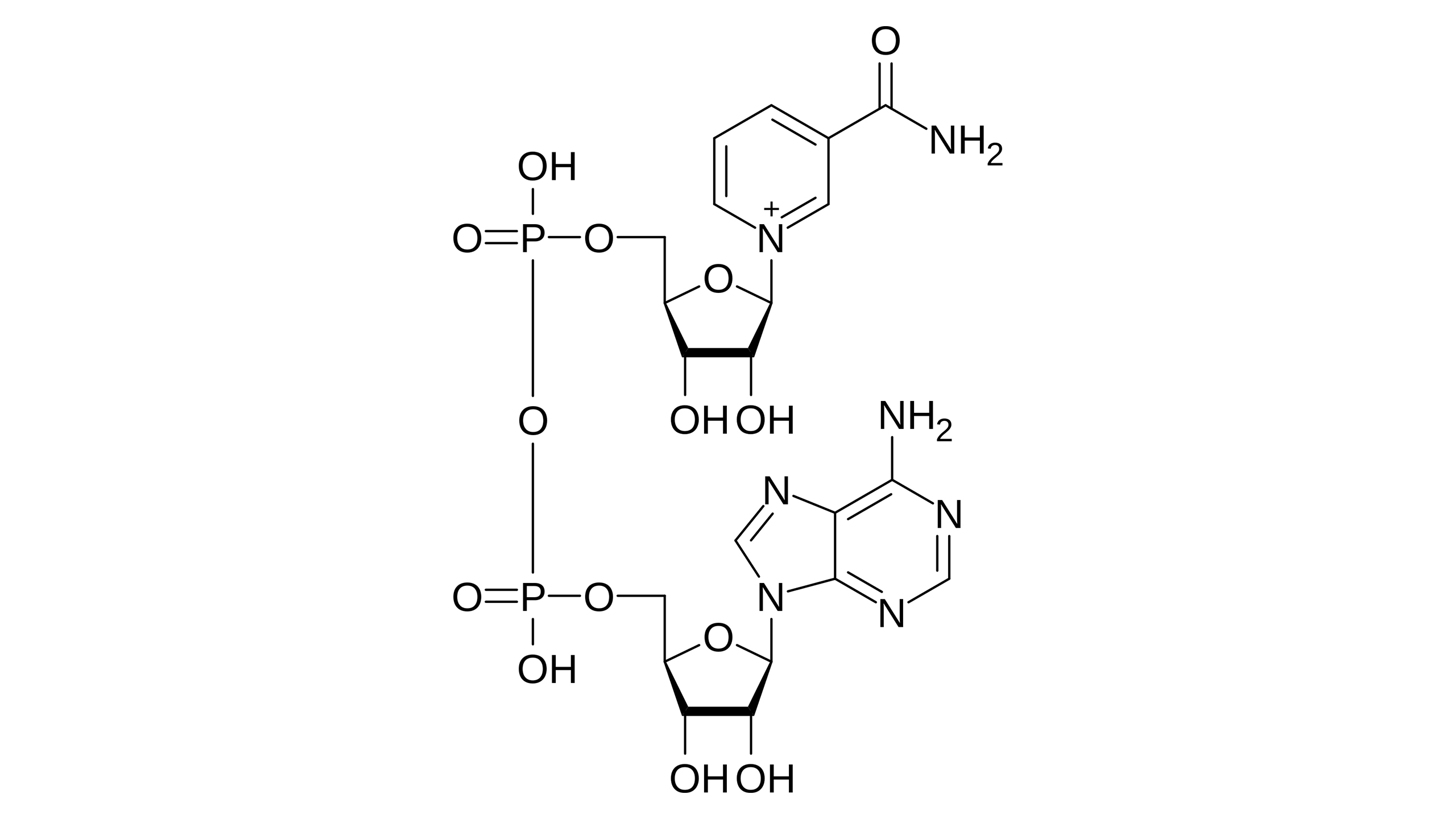 <p>NAD stands for?</p>