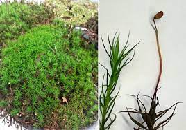 <p>bryophyte</p><p><strong>moss</strong></p><p>15,000 species </p>