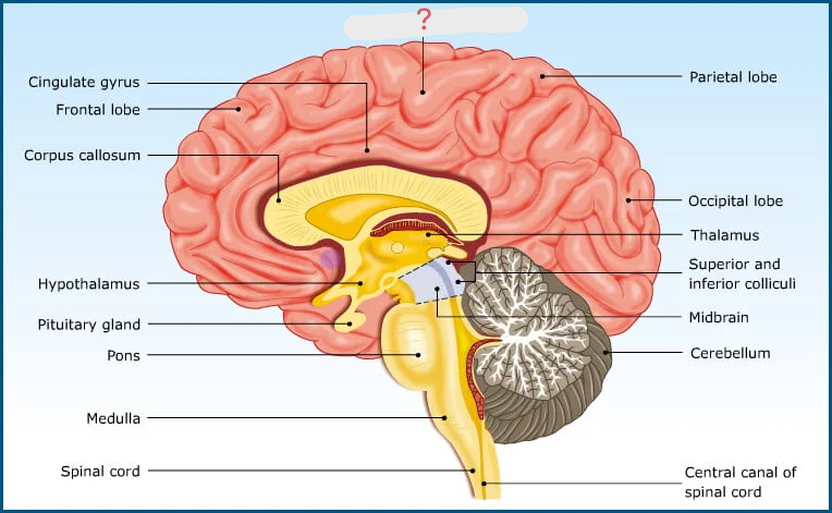 <p>What is this and what is its function?</p>