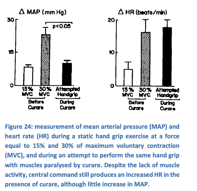 <ul><li><p>increase in heart rate during exercise can occur <strong>without</strong> any actual exercise occuring</p></li><li><p>such centrally-mediated cardiovascular responses correlate with the <strong>perceived effor </strong> of exercise</p></li></ul><p></p>