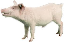 <p>What breed?</p>