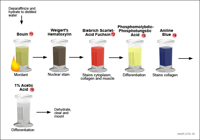 <table style="min-width: 414px;"><colgroup><col style="width: 389px;"><col style="min-width: 25px;"></colgroup><tbody><tr><td colspan="1" rowspan="1" colwidth="389" style="width: 123.7pt; border-top: 1pt solid windowtext; border-right: 1pt solid windowtext; border-bottom: 1pt solid windowtext; border-image: initial; border-left: none; padding: 0in 5.4pt;"><p class="MsoNormal"><span style="font-family: Calibri, sans-serif;"><strong><span>Bouin</span></strong></span></p></td><td colspan="1" rowspan="1" style="width: 5.75in; border-top: 1pt solid windowtext; border-left: none; border-bottom: 1pt solid windowtext; border-right: none; padding: 0in 5.4pt;"><p class="MsoNormal"><span style="font-family: Calibri, sans-serif;"><span>Mordant</span></span></p></td></tr><tr><td colspan="1" rowspan="1" colwidth="389" style="width: 123.7pt; border-top: none; border-left: none; border-bottom: 1pt solid windowtext; border-right: 1pt solid windowtext; padding: 0in 5.4pt;"><p class="MsoNormal"><span style="font-family: Calibri, sans-serif;"><strong><span>Weigert’s Hematoxylin</span></strong></span></p></td><td colspan="1" rowspan="1" style="width: 5.75in; border-top: none; border-right: none; border-left: none; border-image: initial; border-bottom: 1pt solid windowtext; padding: 0in 5.4pt;"><p class="MsoNormal"><span style="font-family: Calibri, sans-serif;"><span>Nuclear Counterstain</span></span></p></td></tr><tr><td colspan="1" rowspan="1" colwidth="389" style="width: 123.7pt; border-top: none; border-left: none; border-bottom: 1pt solid windowtext; border-right: 1pt solid windowtext; padding: 0in 5.4pt;"><p class="MsoNormal"><span style="font-family: Calibri, sans-serif;"><span> </span><strong><span>Biebrich Scarlet</span></strong></span></p></td><td colspan="1" rowspan="1" style="width: 5.75in; border-top: none; border-right: none; border-left: none; border-image: initial; border-bottom: 1pt solid windowtext; padding: 0in 5.4pt;"><p class="MsoNormal"><span style="font-family: Calibri, sans-serif;"><span>Stains cytoplasm, collagen and muscle</span></span></p></td></tr><tr><td colspan="1" rowspan="1" colwidth="389" style="width: 123.7pt; border-top: none; border-left: none; border-bottom: 1pt solid windowtext; border-right: 1pt solid windowtext; padding: 0in 5.4pt;"><p class="MsoNormal"><span style="font-family: Calibri, sans-serif;"><strong><span>Phosphotungstic and/or </span></strong></span></p><p class="MsoNormal"><span style="font-family: Calibri, sans-serif;"><strong><span>phosphomolybdic acid</span></strong></span></p></td><td colspan="1" rowspan="1" style="width: 5.75in; border-top: none; border-right: none; border-left: none; border-image: initial; border-bottom: 1pt solid windowtext; padding: 0in 5.4pt;"><p class="MsoNormal"><span style="font-family: Calibri, sans-serif;"><span>Differentiation</span></span></p></td></tr><tr><td colspan="1" rowspan="1" colwidth="389" style="width: 123.7pt; border-top: none; border-left: none; border-bottom: 1pt solid windowtext; border-right: 1pt solid windowtext; padding: 0in 5.4pt;"><p class="MsoNormal"><span style="font-family: Calibri, sans-serif;"><strong><span>Aniline Blue</span></strong></span></p></td><td colspan="1" rowspan="1" style="width: 5.75in; border-top: none; border-right: none; border-left: none; border-image: initial; border-bottom: 1pt solid windowtext; padding: 0in 5.4pt;"><p class="MsoNormal"><span style="font-family: Calibri, sans-serif;"><span>Stains collagen</span></span></p></td></tr><tr><td colspan="1" rowspan="1" colwidth="389" style="width: 123.7pt; border-top: none; border-left: none; border-bottom: 1pt solid windowtext; border-right: 1pt solid windowtext; padding: 0in 5.4pt;"><p class="MsoNormal"><span style="font-family: Calibri, sans-serif;"><strong><span>1% Acetic Acid</span></strong></span></p></td><td colspan="1" rowspan="1" style="width: 5.75in; border-top: none; border-right: none; border-left: none; border-image: initial; border-bottom: 1pt solid windowtext; padding: 0in 5.4pt;"><p class="MsoNormal"><span style="font-family: Calibri, sans-serif;"><span>Differentiation</span></span></p></td></tr></tbody></table><p></p>