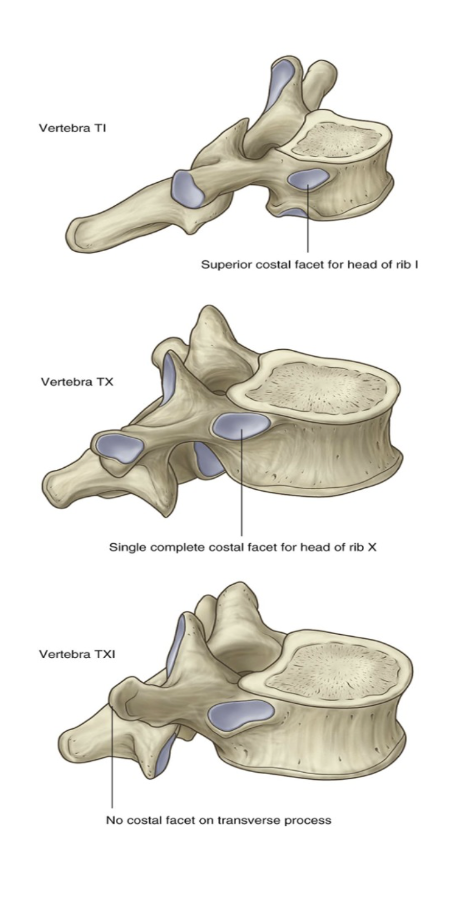 <ul><li><p>Superior costal facets on the body of vertebra T1 are complte and articulate with a single facet on the head of its own rib —</p><ul><li><p>the head of rib I does not articulate with vertebra CVII</p></li></ul></li><li><p>Vertebra TX (&amp; often TIX) articulates with only its own ribs — thus lacks inferior demifacets on the body</p></li><li><p>Vertebrae TXI &amp; TXII articulate only with the heads of their own ribs — they lack transverse costal facets and have only a single complete facet on each side of their bodies</p></li></ul><p>(basically rib 1 only attaches via 1 superior costal facet to T1 — no attachment to C7, vertebrae T10,11, &amp; 12 only attach via a superior costal facet — no inferior costal facet (1 rib per vertebrae), and vertebrae T11 &amp; 12 don’t have transverse costal facets) </p>