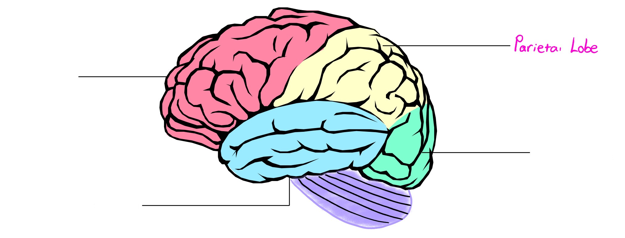 <p>Lobe of cerebral cortex; deals in perception of touch-based info (pressure, temp., pain, etc.)</p>