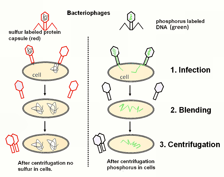 <p>Who, in 1952, grew two bacteriophages one tagged with radioactive sulfate (is found in proteins) and the other tagged with radioactive phosphorus (found in DNA), and after allowing this two viruses to infect bacteria and <span>separating the viral protein coats from the bacterial cells using a blender and centrifugation, they found that only the radioactive phosphorus entered the bacterial cells?</span></p>