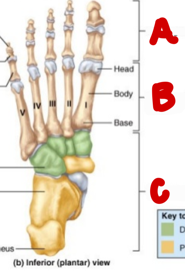 <p>B</p>