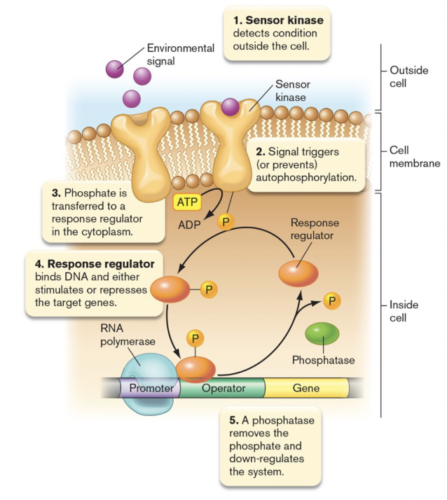 \-Two Component Regulatory System

\-Has EnvZ sensor kinase and OmpR regulator

1\. Signal binding causes activation of the autokinase resulting in ATP hydrolysis and phosphorylation of the histidine on phosphotransfertase subdomain

2\. Phosphoryl group transferred to aspartyl group (D) on response regulator