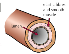 <ol><li><p>Walls are strong and elastic - because it pumps blood at high pressures.</p></li><li><p>Walls are thick compared to the lumen</p></li><li><p>Walls contain thick layers of muscle and elastic fibres</p></li></ol><p></p>