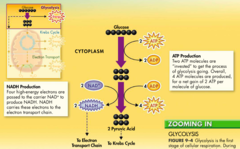 <p>During glycolysis, 1 molecule of glucose, a 6-carbon compound, is transformed into 2 molecules of pyruvic acid, a 3-carbon compound</p>