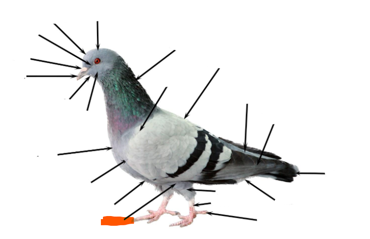 term image