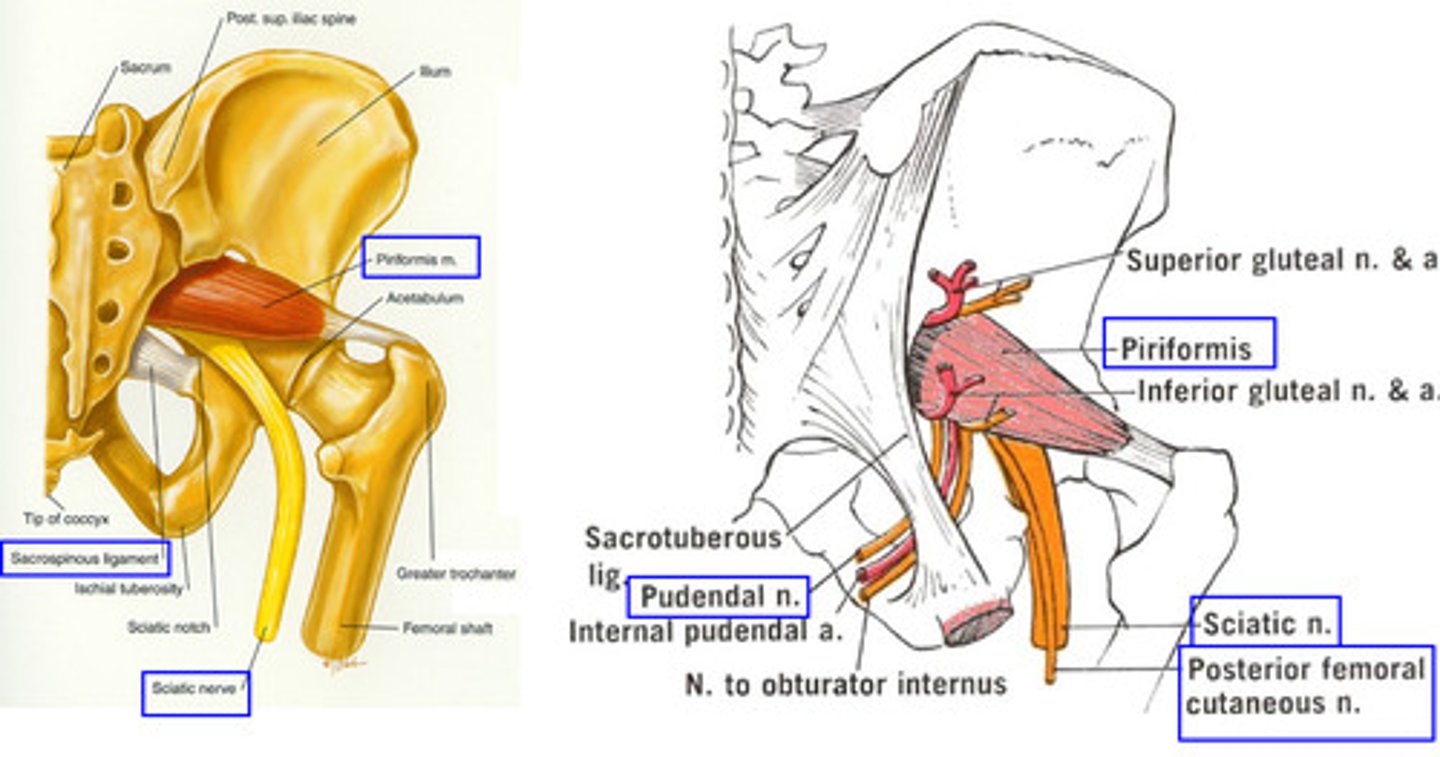 <p>greater sciatic foramen inferior to piriformis</p>
