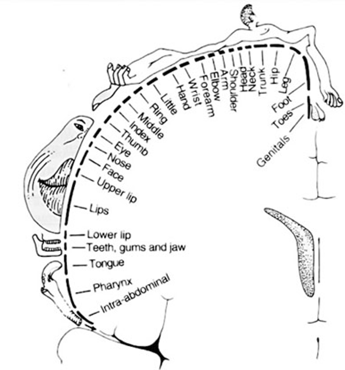 <p>Cortical representation areas; functional areas of the brain that respond to sensory or muscles stimulation</p><p>- if a person regularly performs a skilled motor task the cortical representation of that area will be enlarged</p>