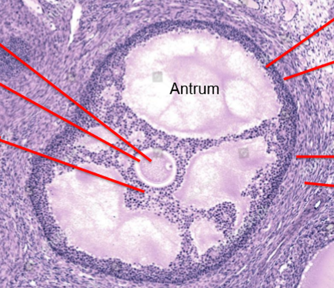 <p>Ovarian follicle structure</p>