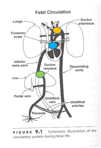 
1. foramen ovale (connects 2 atria allowing bypass of right ventricle and lungs)
2. ductus arteriosus (connects arteries between lungs and aorta, bypasses lungs)
3. ductus venosus (bypasses liver)

\

