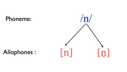 <p>Allophone</p>
