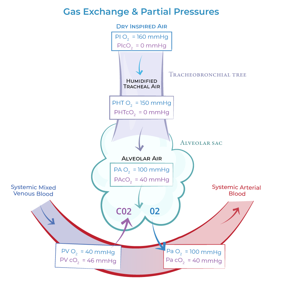 <p>The measure of carbon dioxide pressure in arterial blood, showing how well CO₂ is being removed from the body.</p><p>Abbreviation: PaCO2</p>