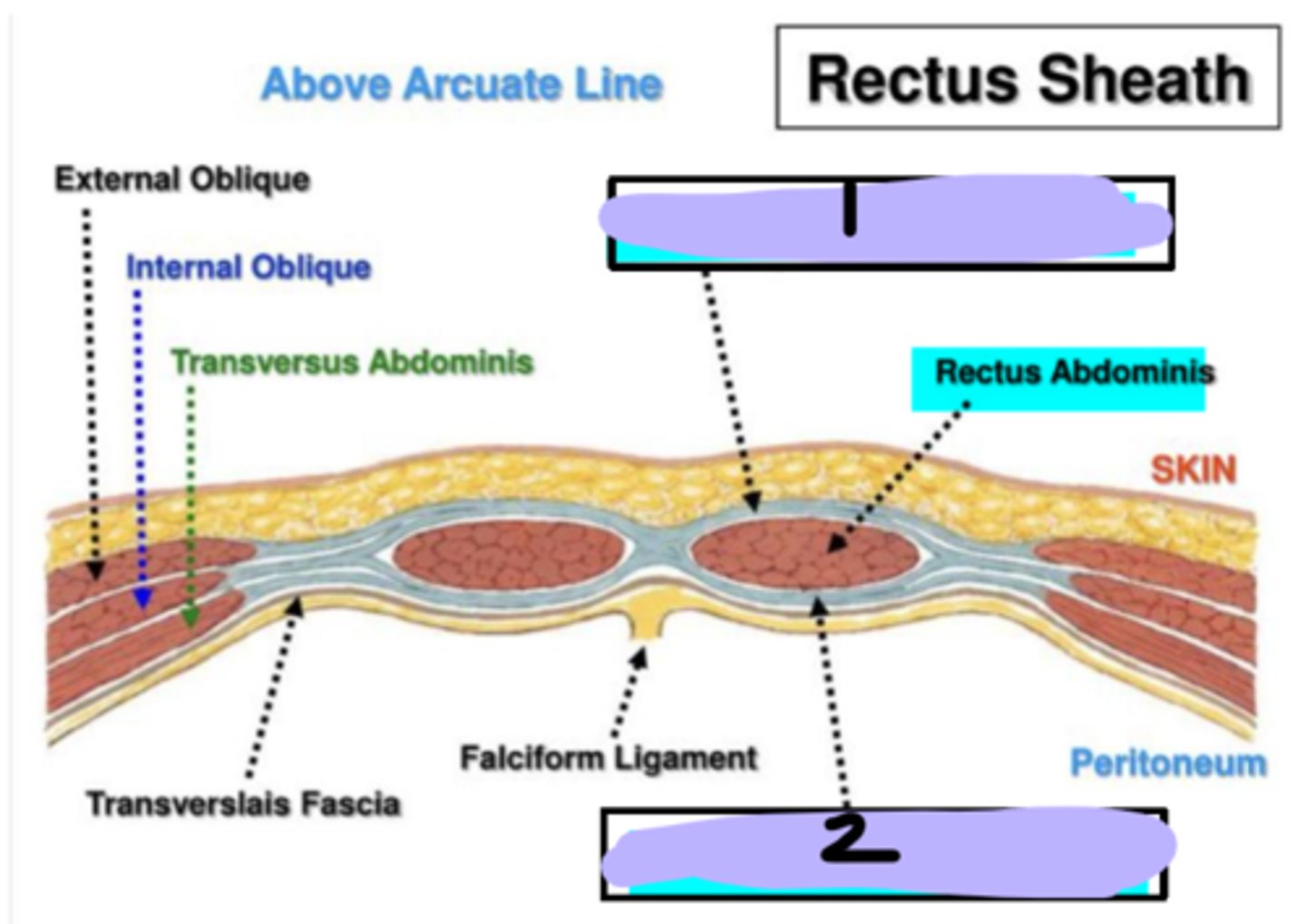 <p>Rectus sheath:</p><p>1</p>