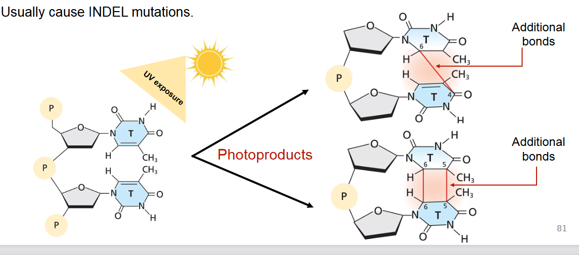 <p><em>Ionizing radiation</em> is when all forms of energy above the visible spectrum (ultraviolet (UV) radiation, X-irradiation, gamma rays, and cosmic rays) are mutagenic.</p><ul><li><p><strong>UV radiation:</strong> A significant concern as it's a component of sunlight. UV exposure primarily causes the formation of <strong>photoproducts</strong>, such as <em>thymine dimers</em> (additional bonds between adjacent pyrimidines on the same DNA strand), leading to kinks in the DNA and errors during replication.</p><ul><li><p>UV radiation usually causes <strong>INDEL mutations</strong> or base substitutions if not repaired.</p></li></ul></li></ul><p></p>