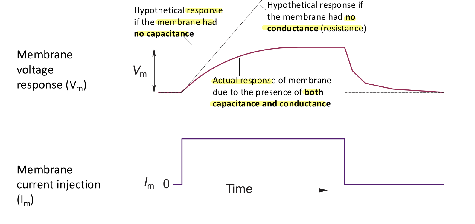 <p>Membrane capacitance causes…</p>