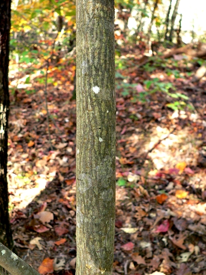 <p>sweetleaf, Symplocos tinctoria (Symplocaceae)</p>