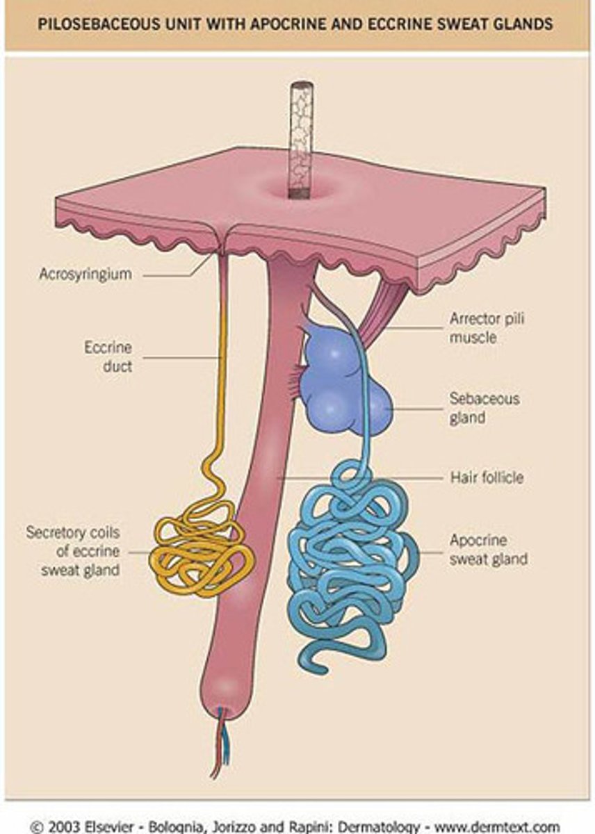 <p>apocrine is attached to a hair follicle while merocrine is attached to a pore</p>