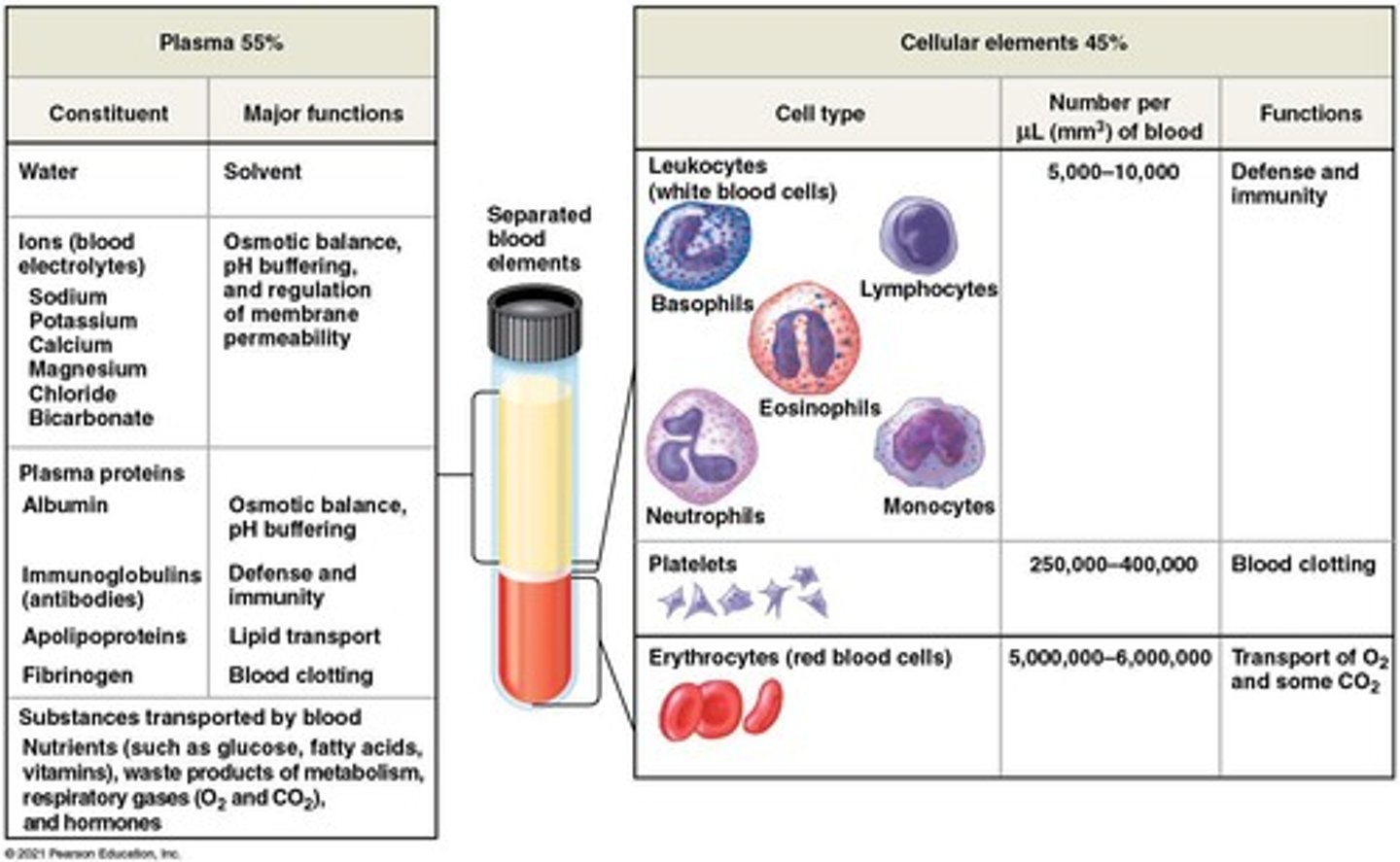 <p>Connective tissue with cells in a liquid matrix (plasma)</p>