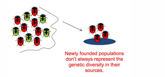 <p>Founder effect</p>