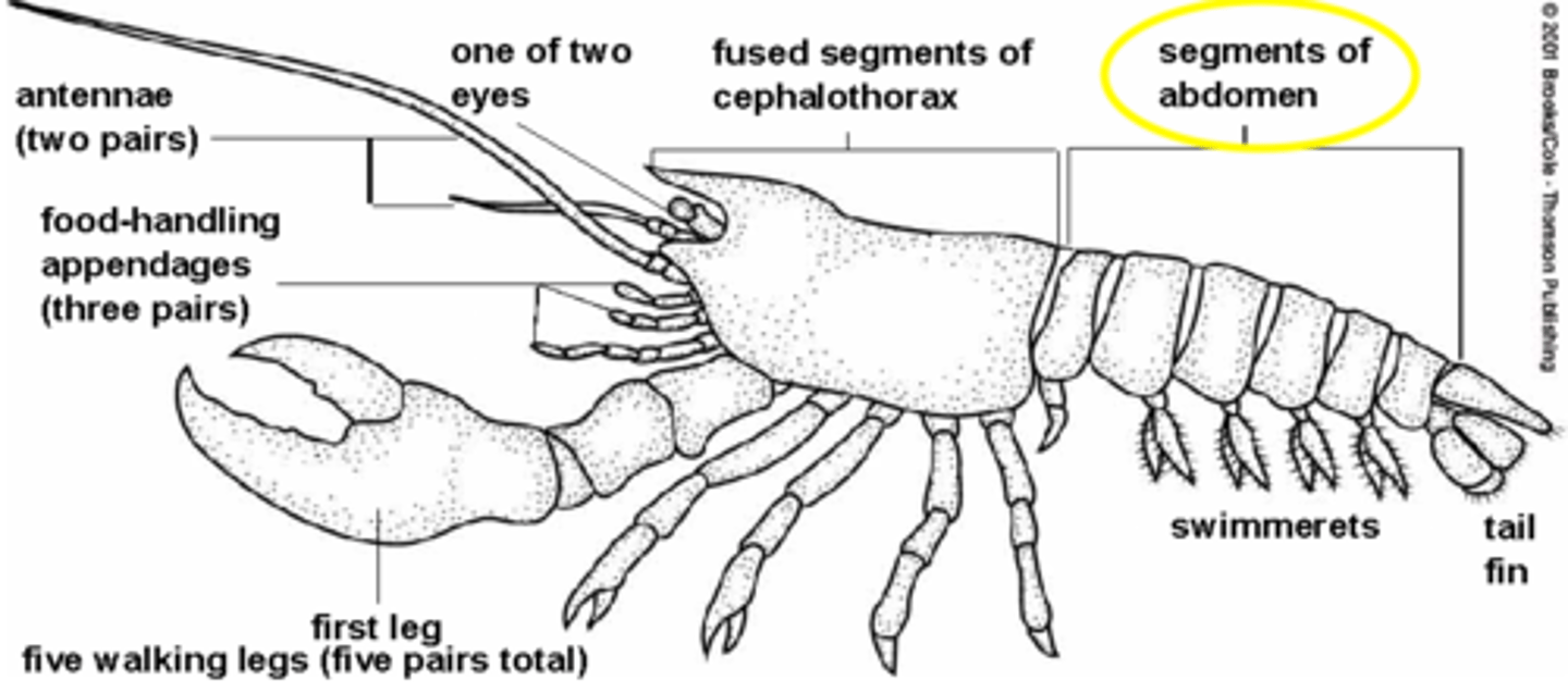 <p>segements on abdomen</p>