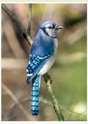 <p>Blue Jay </p>