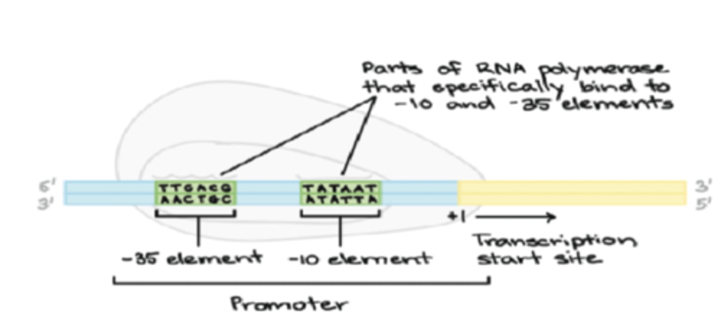 <p>promoters direct RNA polymerase to transcription site</p><p>may contain 1 or more upstream promoter (UP) element</p>
