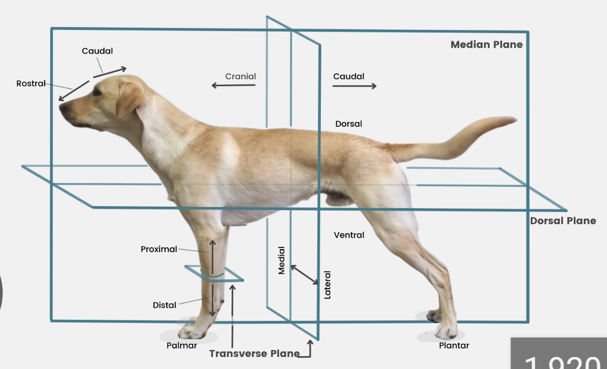 <p>away from main mass or origin </p><p>or free end of limbs/tail</p><p>opposite of proximal</p>