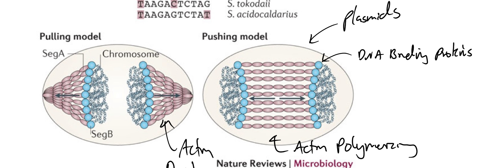 <p><strong><u>Par proteins (actin like)</u></strong></p><ul><li><p>Push by polymerization</p></li><li><p>Pull by Depolymerization</p></li></ul><p></p>