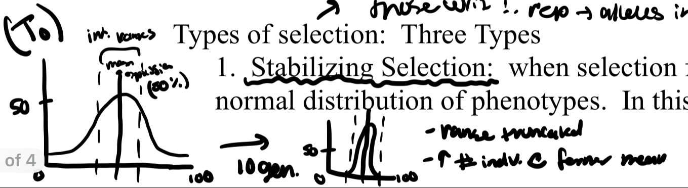 <p>when selection favors indiv. in the center of the normal distribution of phenotypes.</p><p>in this instance, the phenotypes at the center become more strongly represented while the tails (bell shaped) becomes truncated</p>