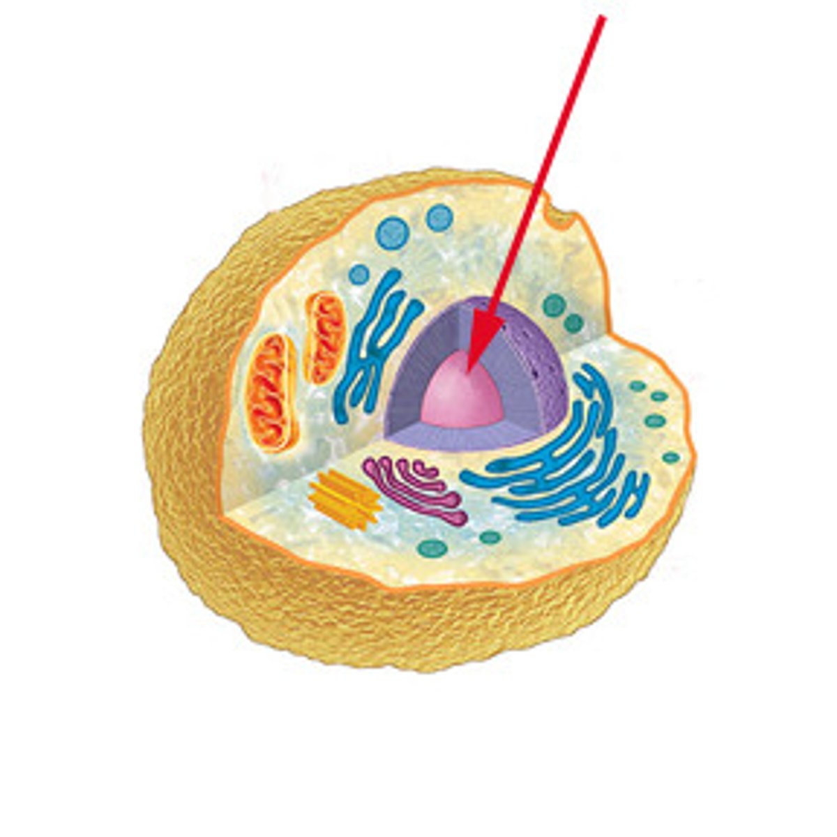 <p>Control center: stores DNA, largest and most visible organelle.</p>