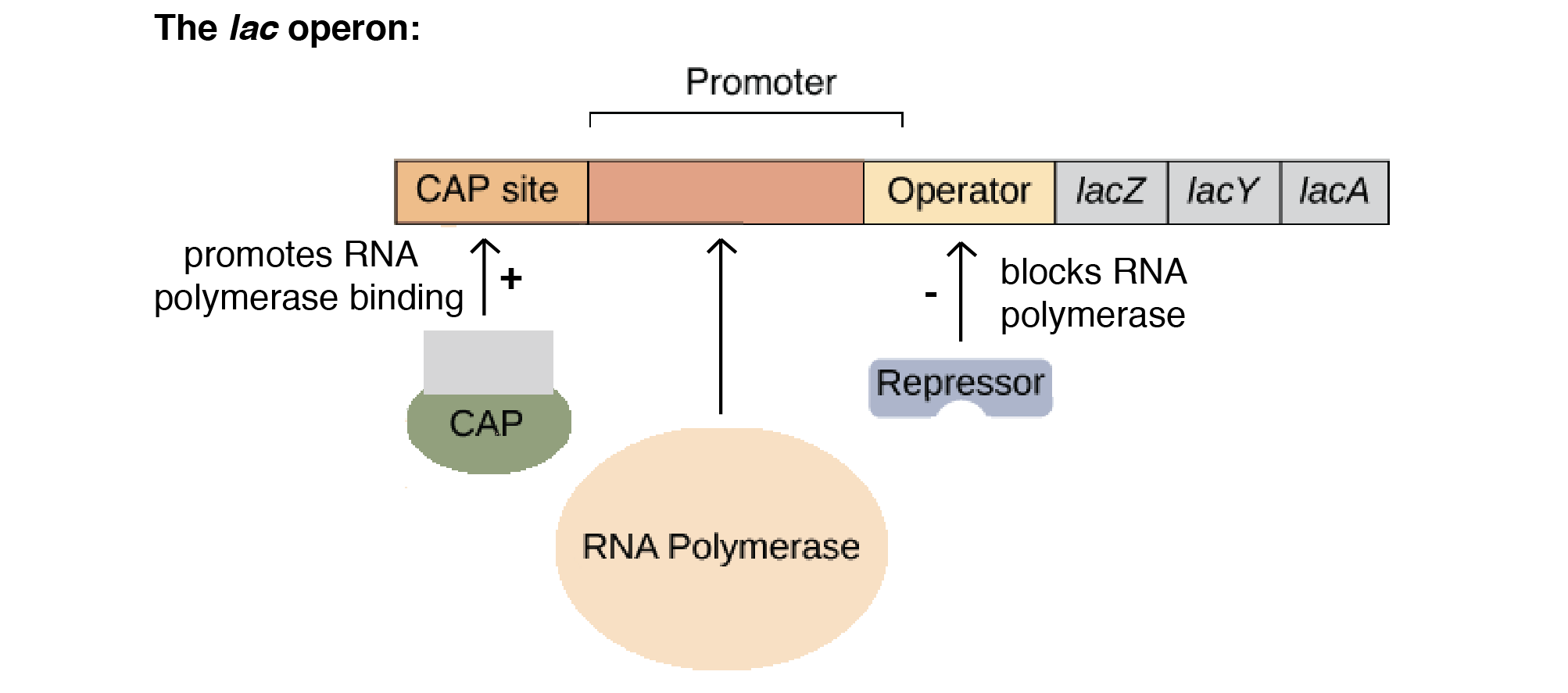 <p><mark data-color="red">how Prokaryotes undergo gene regulation.</mark></p><ul><li><p><strong>promoter</strong> — where RNA polymerase binds</p></li><li><p><strong>operator</strong> — on/off switch for transcription</p></li><li><p>related-transcription genes</p></li></ul>
