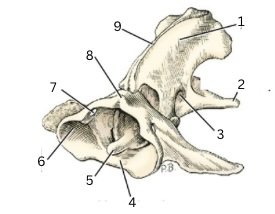 <p>8 </p>